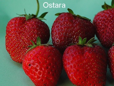 ostara_442