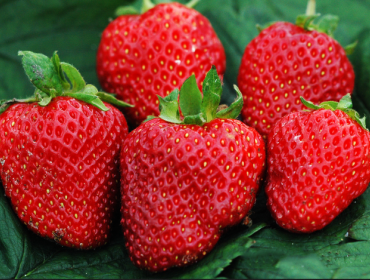 senga_gigana_516331083